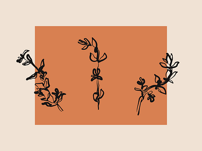 Thyme botanics branding brush draw floral garden herb illustration logo plant thyme