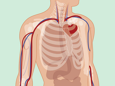 X-Ray Anatomy anatomy body human illustrator vector x ray
