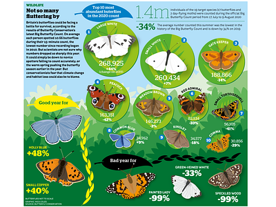 Big Butterfly Count illustration infographic