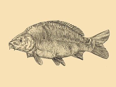 Mirror Carp carp draw drawing fish fishing fishsoup illustration oldstyle pendraw