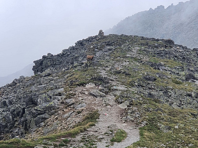 /mountain goat beautiful goat hiking mountains rocks