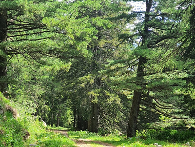 Magic path in the wood beautiful design green hiking illustration mountains path wood