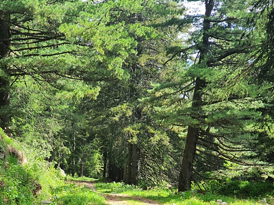 Magic path in the wood