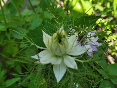 Strange flowers