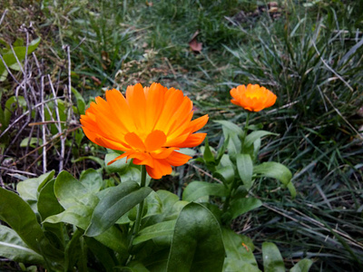orange flowers календула