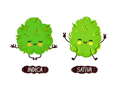 Indica vs sativa buddys