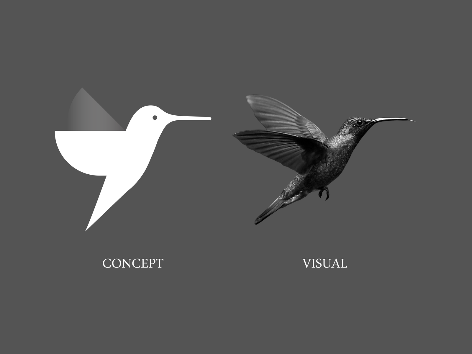 Avian by Sadawy on Dribbble