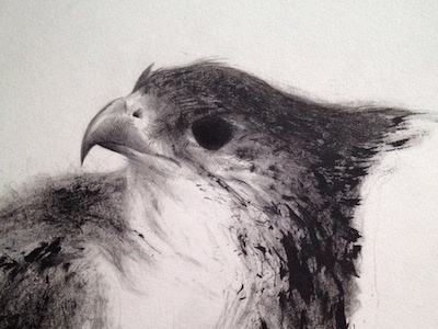 drawing bird drawing illustration ink pencil sketch sketchbook