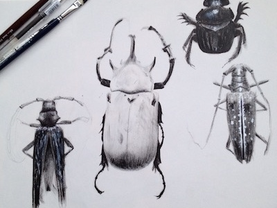 beetles! beetles drawing ink sketch sketchbook