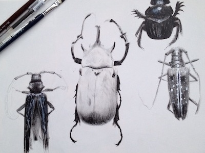 beetles!