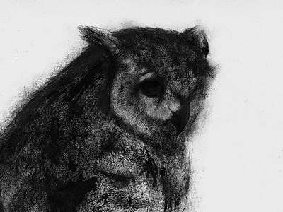 owl drawing illustration ink sketch sketchbook