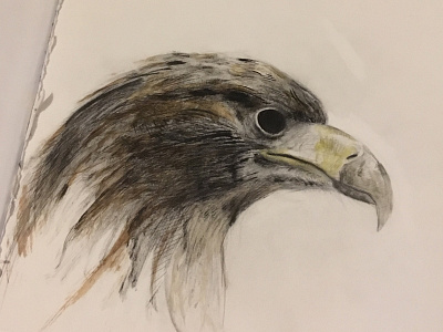 Return to the sketchbook bird drawing ink sketch sketchbook study watercolor