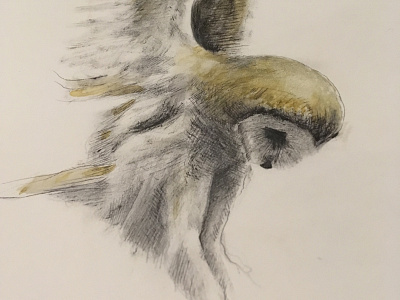 Owl drawing illustration ink sketch sketchbook