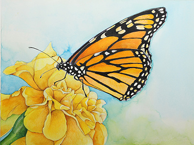 Monarch & Marigold childrens book illustration watercolor