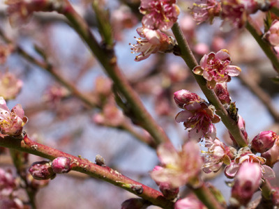 Peach blossoms macro lens photography