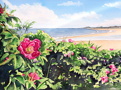 Beach Rose beach fine art illustration original art painting summer watercolor