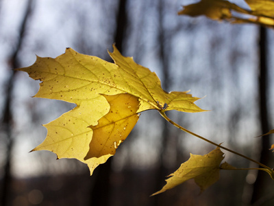 Late November macro lens maple leaf photography yellow