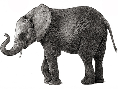 Elephant animals elephant illustration pen ink stipple