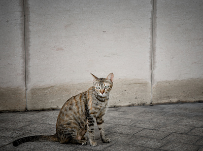 A cat sitting on the street