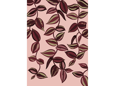 Tradescantia zebrina Illustration/print