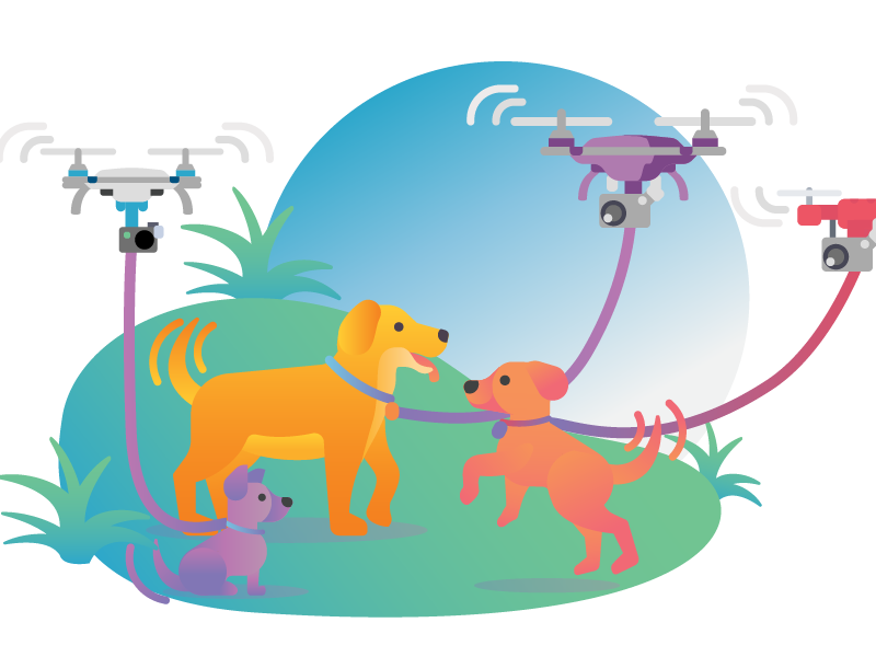 Dogs and drones gradient chihuahua golden retriever play park drone dog walker grass dog