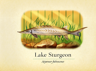 Lake Sturgeon animal badge design graphic design illustration