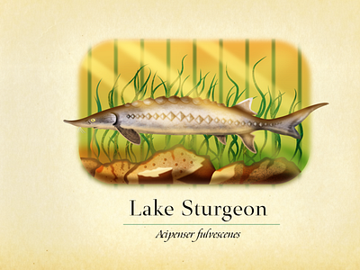 Lake Sturgeon