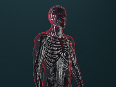 Human Body 3d artwork c4d cinema4d design graphics light medical motion texture