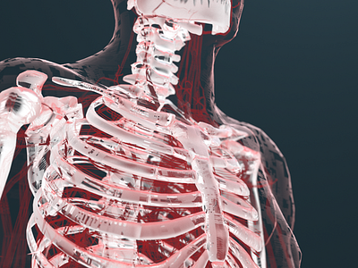 Skeleton animation body bones c4d cinema exploration graphics human motion