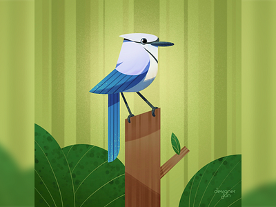 Blue Jay bird blue jay bluejay illustration procreate