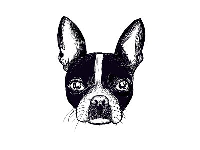Meet PenPen the Boston Terrier. black and white boston terrier bulldog dogs frenchie hand drawn illustration line art line drawing pug puppy screen print terrier the american gentleman