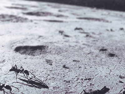 Ants On The Moon graphic design