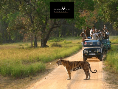 Bandhavgarh Tiger safari by Bandhavgarh Meadows on Dribbble