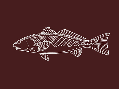 Redfish Study adventure design illustrator vector