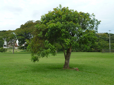 Tree in Barigui