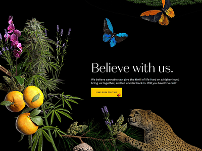 Herb & Legend ladybug button animation 3d art animation buttons cannabis css illustration landing page motion responsive typography ui web web design website