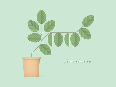 Ficus Elastica botany elegant flora gradient green leaves plant pot rubber serif typography vector