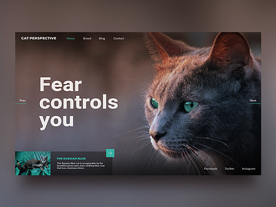 Cat Perspective animal blue cat design eyes inspiration landingpage look photography russia turquoise uiux web webpage