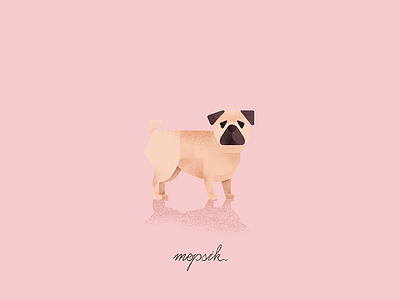 pug dog