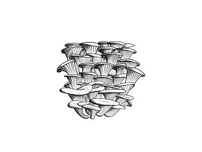 Golden Oyster Mushrooms design graphic design illustration vector vector flat illustration