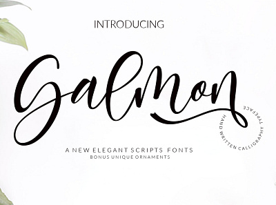 Salmon calligraphy font digitalart elegant font font handwrittenfont illustration logo font scriptfont typography website