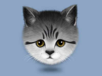 Cat cat china icon