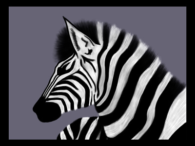 Zebra 🦓