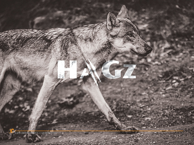 Logo Concept for a Trapping Company claw coyote hunt hunting logo trapping