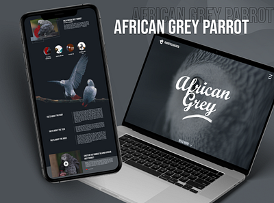 Web Design - "African Grey" for knowledge about Afgrey Parrot design typography ui ux