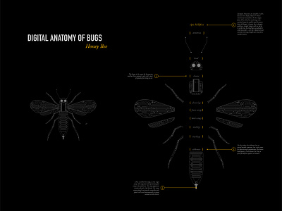 Digital Anatomy of Bugs: Honey Bee design flat illustration illustrator vector
