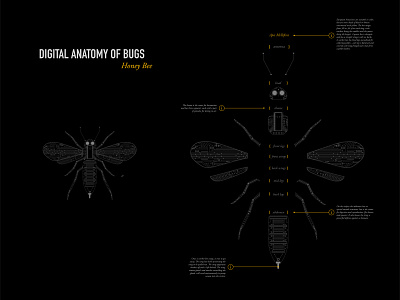 Digital Anatomy of Bugs: Honey Bee