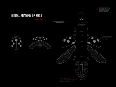 Digital Anatomy of Bugs: Lady Bug design flat illustration illustrator minimal vector