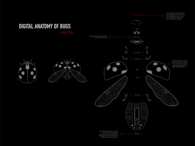 Digital Anatomy of Bugs: Lady Bug