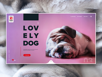 Lovely Dog animal clean concept dog flat homepage lovely photo editing typography ui ux webdesign